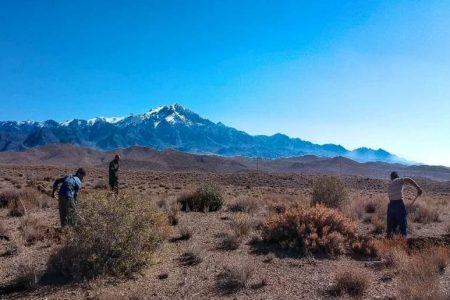 تقویت پوشش گیاهی با بادام کوهی، ضامن اقتصاد تقویت پوشش گیاهی با بادام کوهی، ضامن اقتصاد