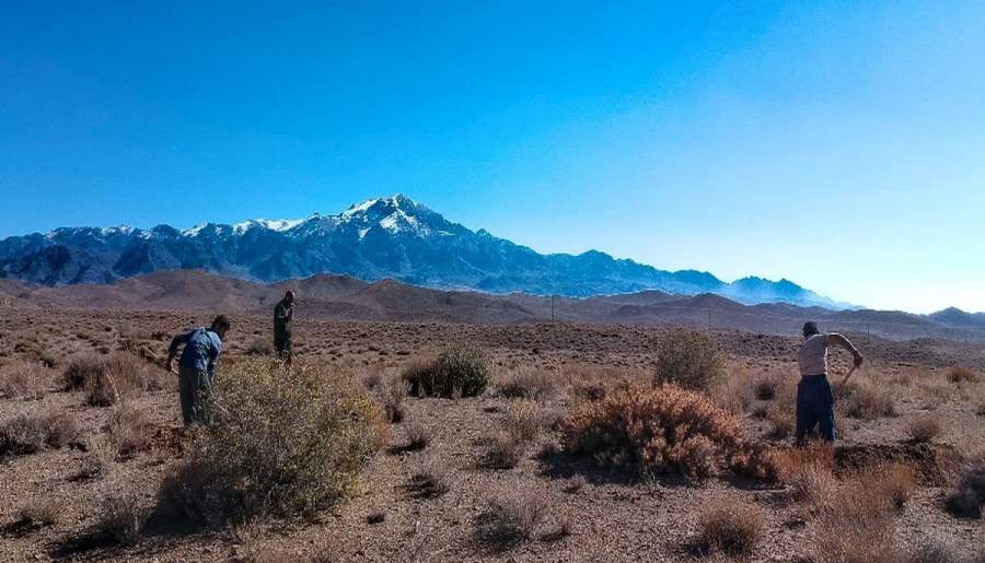 تقویت پوشش گیاهی با بادام کوهی، ضامن اقتصاد