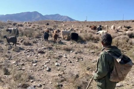 چرای غیرمجاز دام، تهدیدی مستقیم برای منطقه است