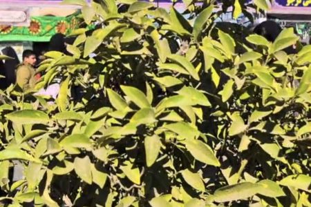 اجتماع پرشور و بزرگ خانوادگی فاطمیون در راور