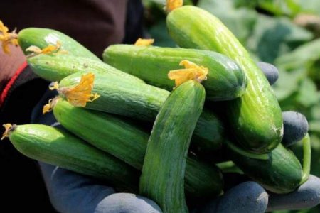 سایه نامیمون دلالان بر سر کشاورزان رودباری سایه نامیمون دلالان بر سر کشاورزان رودباری