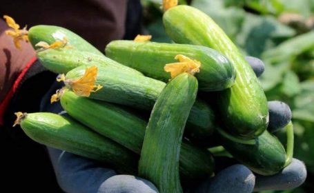  سایه نامیمون دلالان بر سر کشاورزان رودباری