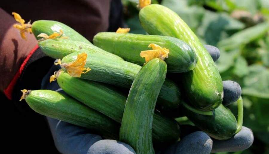 سایه نامیمون دلالان بر سر کشاورزان رودباری