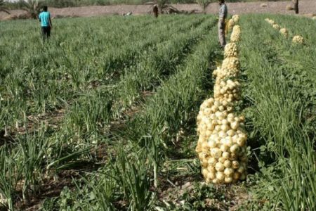 آغاز برداشت پیاز طرح استمرار در جنوب کرمان آغاز برداشت پیاز طرح استمرار در جنوب کرمان