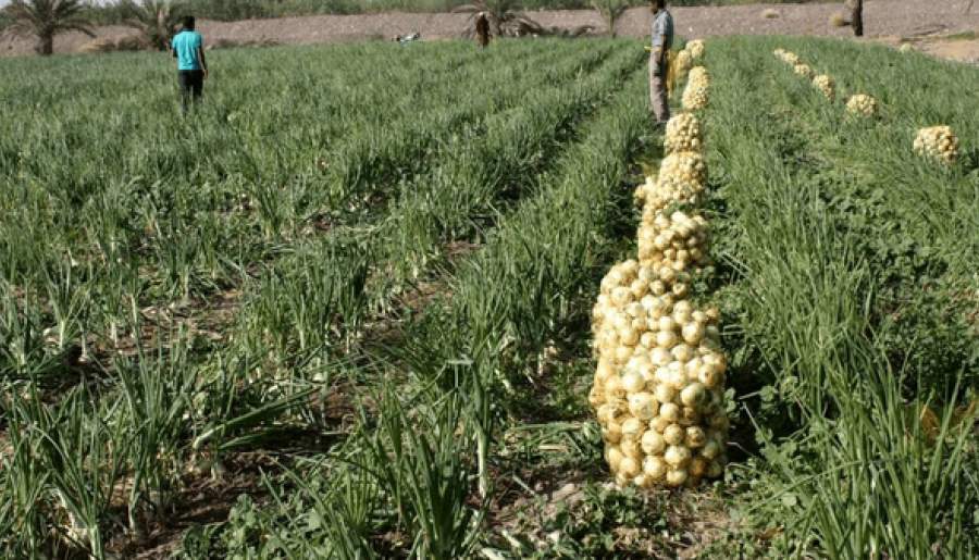 آغاز برداشت پیاز طرح استمرار در جنوب کرمان