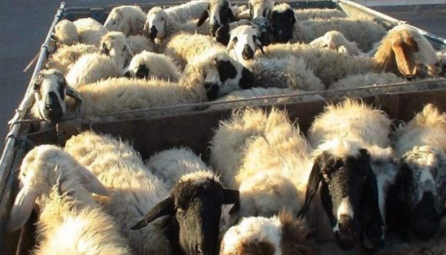 کشف دام قاچاق در شهربابک