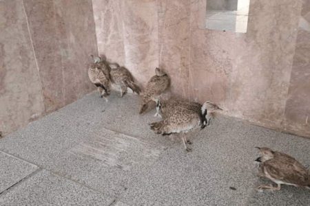 کشف محموله قاچاق هوبره در کرمان