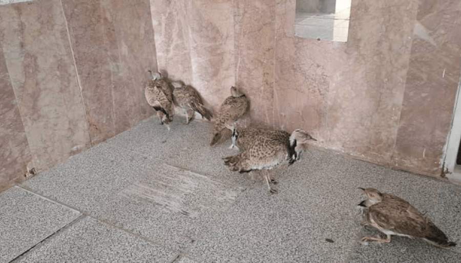 کشف محموله قاچاق هوبره در کرمان