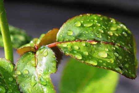 فعال‌شدن سامانه بارشی جدید از فردا در کرمان