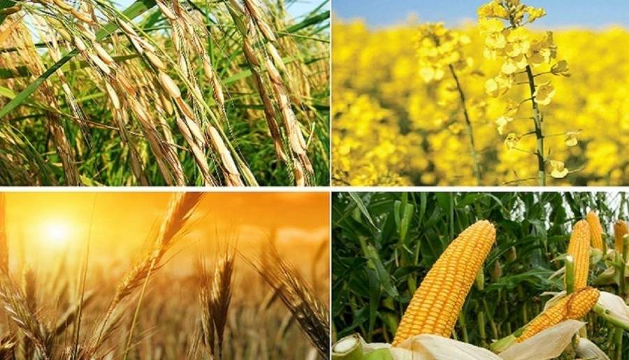 اعلام نرخ خرید تضمینی محصولات کشاورزی به‌زودی