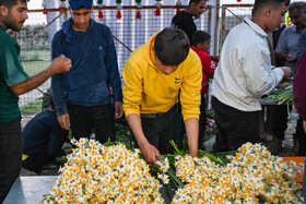 عطر نرگس از دروازه شیراز میآید