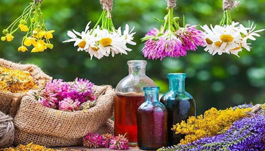 افزایش‌۵۶۰ هکتاری سطح زیرکشت گیاهان دارویی