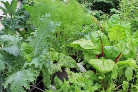 کرمان، قلب تپنده آینده سبز ایران