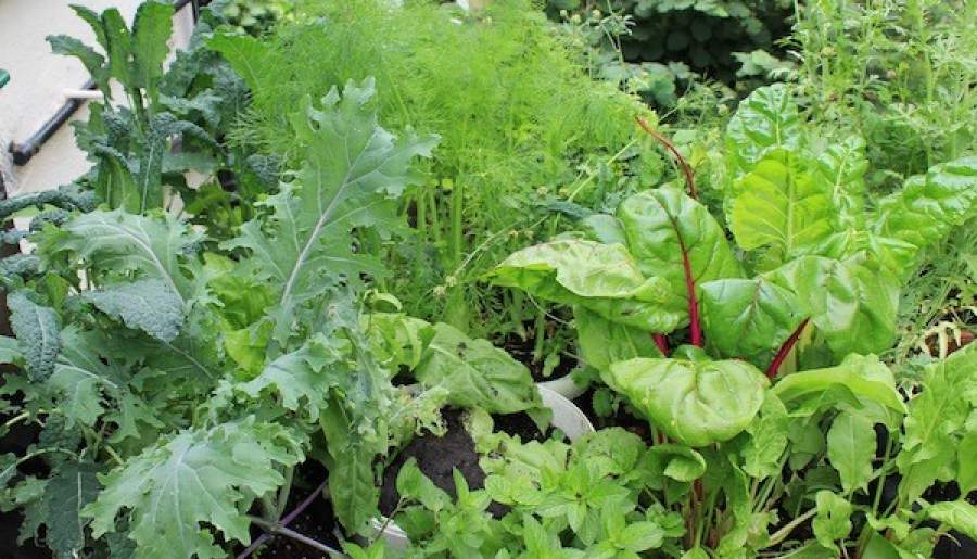 کرمان، قلب تپنده آینده سبز ایران