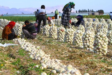 حل مشکلات کشاورزی جنوب باهمت مسئولان و کشاورزان